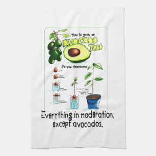 How To Grow An Avocado Tree  Tea Towel