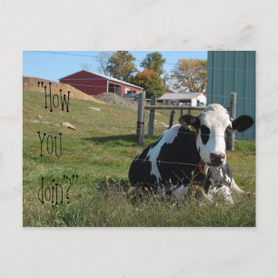 "How YOU doin'?" cow postcard