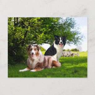 "Howdy & Buckeroo"  Postcard