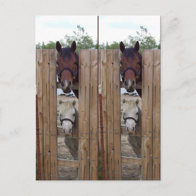 Howdy-Howdy Horse Bookmarkers Postcard (Front)