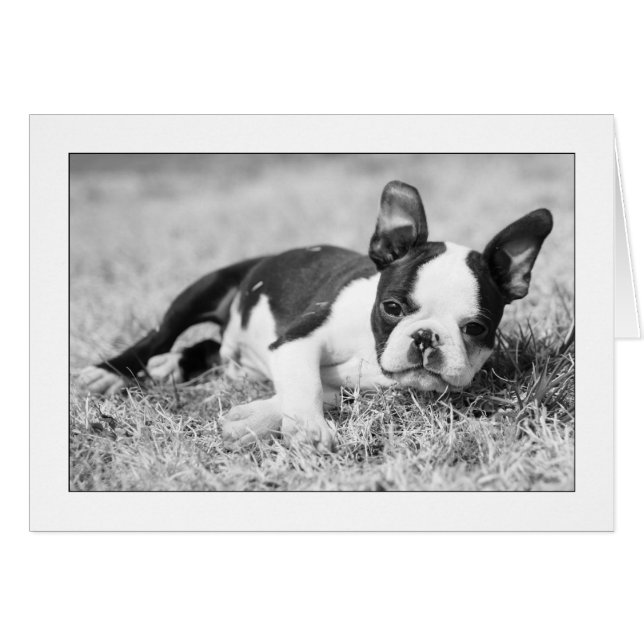 Howie in the Grass (Front Horizontal)