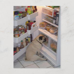 Howie Pee Pugpants Postcard