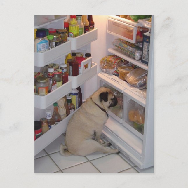 Howie Pee Pugpants Postcard (Front)