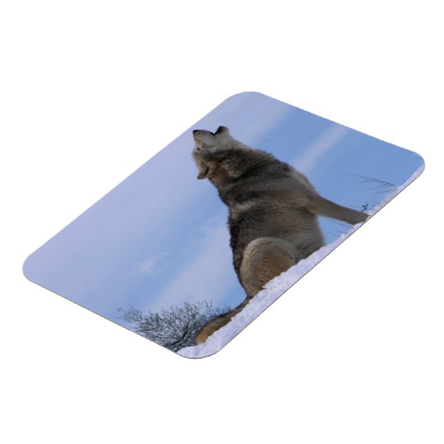 Howling Alaskan Timber Wolf Magnet (Left Side)
