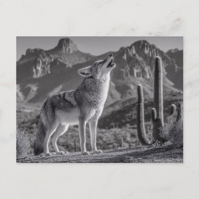Howling Coyote in Desert Landscape Postcard (Front)