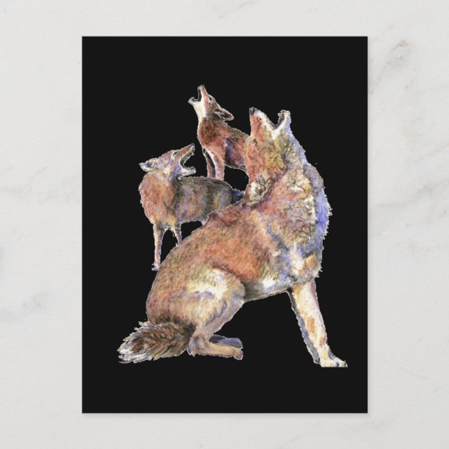 Howling Coyote Pack, Animal, Nature  Wildlife Postcard (Front)
