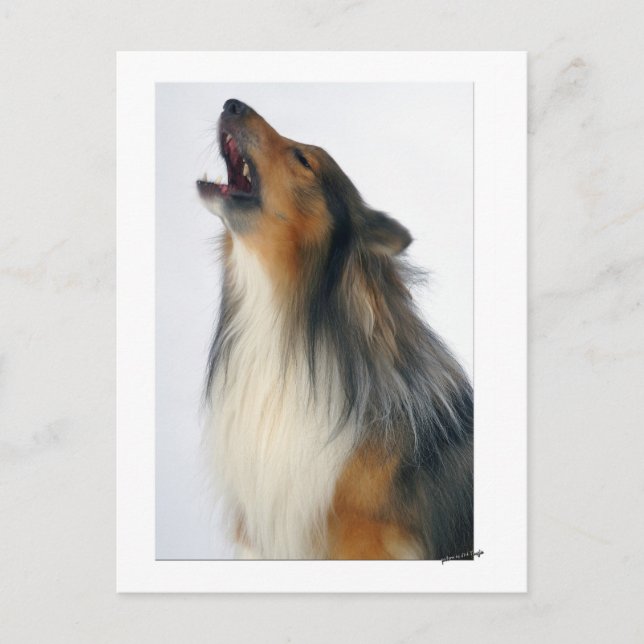 Howling dog postcard (Front)