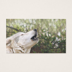 Howling grey wolf