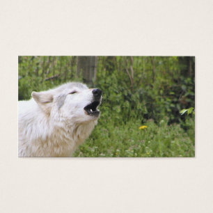 Howling timber wolf 3