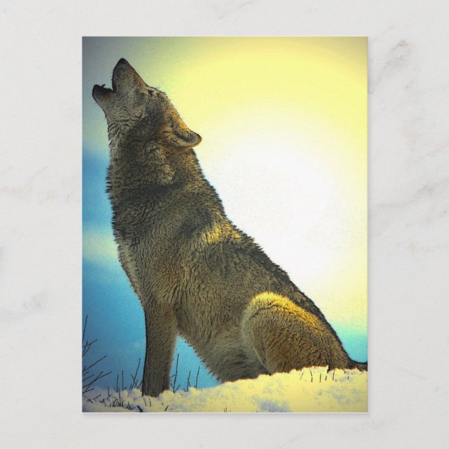 Howling Wolf at Sunset Postcard (Front)