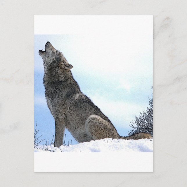 Howling Wolf in Snow Postcard (Front)