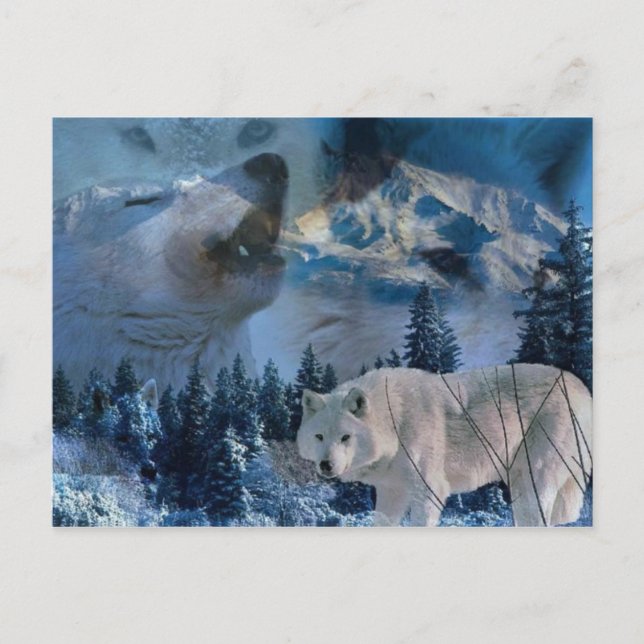 Howling Wolf Pack Postcard (Front)