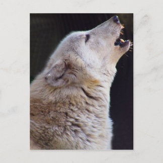 HOWLING WOLF POSTCARD