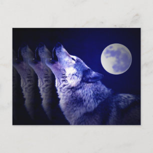 Howling Wolf Postcard