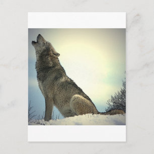 Howling Wolf Postcard