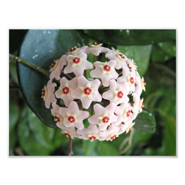 Hoya Wax Plant Globe Red and White Stars Nature Photo Print (Front)