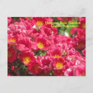 HRG Carefree Spirit Rose Postcard #315n 0315