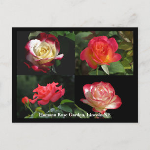 HRG Collage of roses Postcard #2Y  02