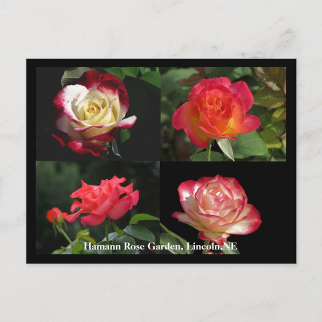 HRG Collage of roses Postcard #2Y  02 (Front)