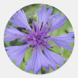 Hübsche blaue Kornblume Classic Round Sticker