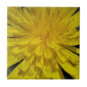 Hübsche Löwenzahnblüte Tile