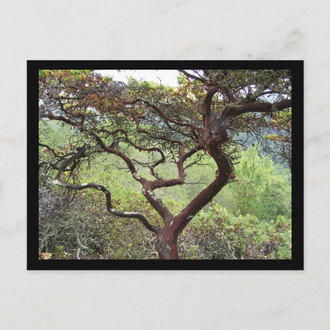 Huckleberry Preserve Postcard (Front)