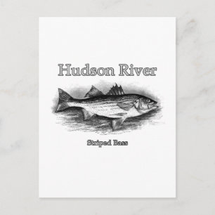 Hudson River Vintage Striped Bass Logo Postcard