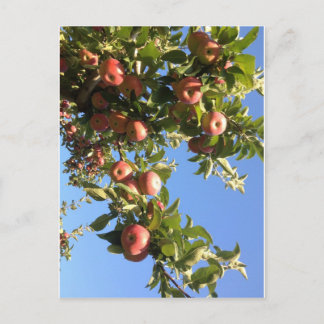Hudson Valley Apples Postcard