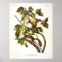 Hudson's Bay (Chickaree Red) Squirrel by Audubon