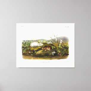 Hudson's Bay (Ungava Collared) Lemming by Audubon Canvas Print