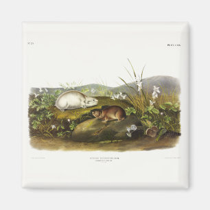 Hudson's Bay (Ungava Collared) Lemming by Audubon Magnet