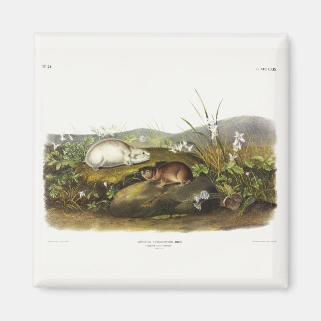 Hudson's Bay (Ungava Collared) Lemming by Audubon Magnet (Front)
