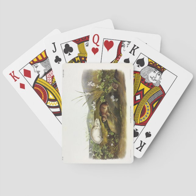 Hudson's Bay (Ungava Collared) Lemming by Audubon Playing Cards (Back)