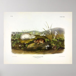 Hudson's Bay (Ungava Collared) Lemming by Audubon Poster