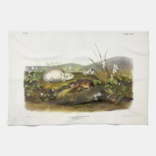 Hudson's Bay (Ungava Collared) Lemming by Audubon Tea Towel