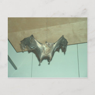 Huge Bat "flying fox" Postcard