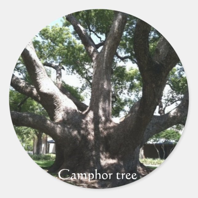 Huge camphor tree photo by bbillips classic round sticker (Front)