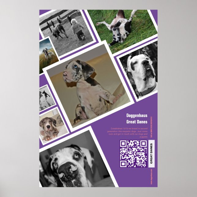 Huge dog selling poster (Front)