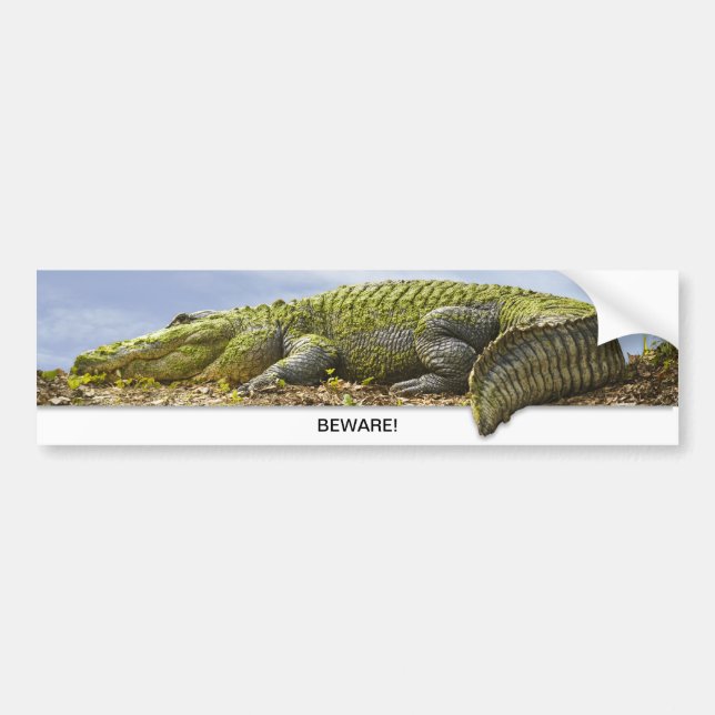 Huge Gator Panoramic Photography - Beware  Bumper Sticker (Front)