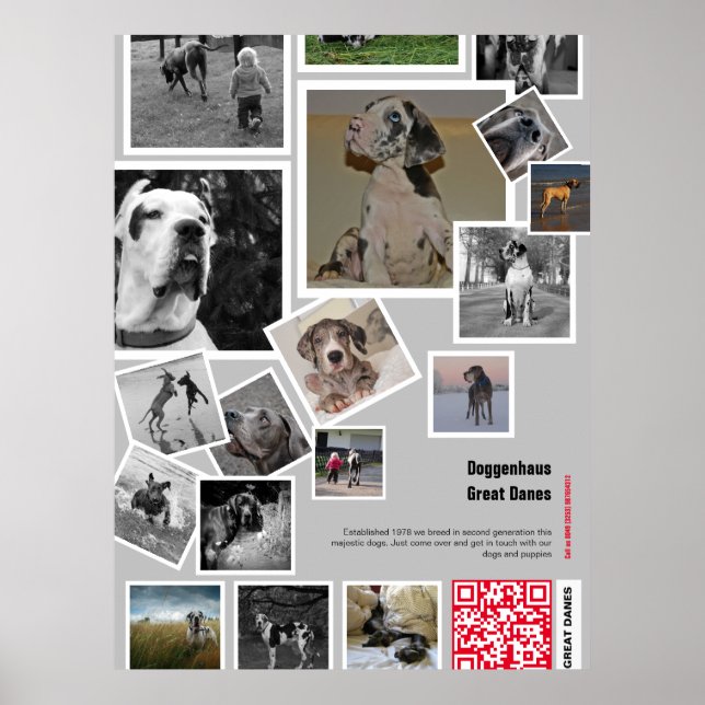 Huge Great Dane Puppy to sell Poster (Front)