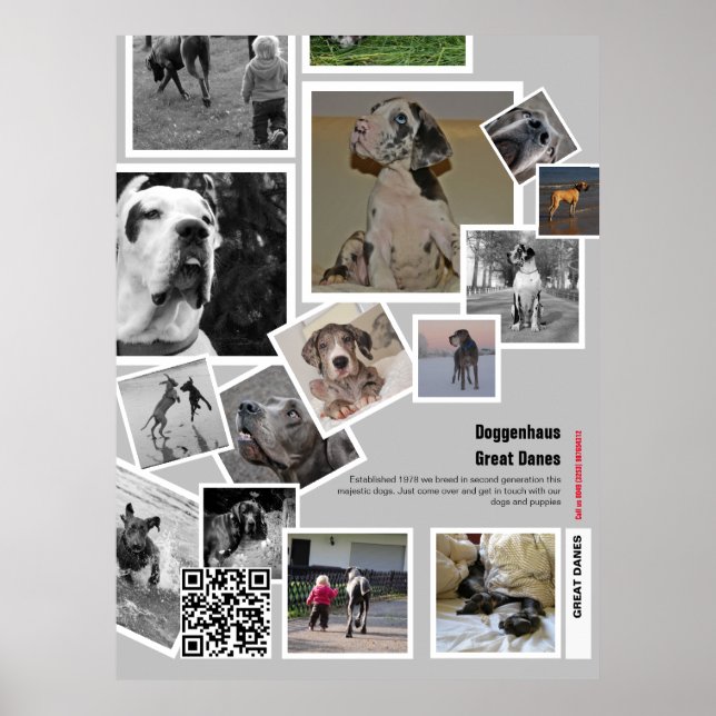 Huge Great Dane Puppy to sell Poster (Front)