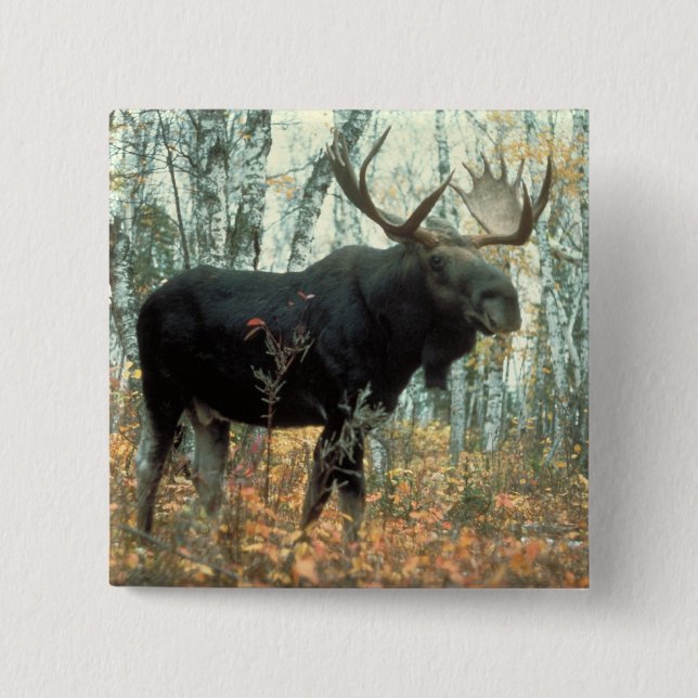 Huge Moose 15 Cm Square Badge (Front)