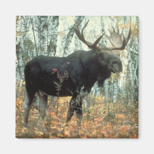 Huge Moose Magnet