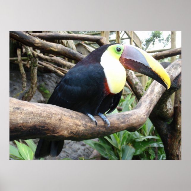 Huge Photo Of A Beautiful Toucan! Poster (Front)