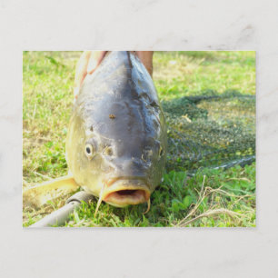 Huh? Postcard