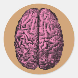 Human Anatomy Brain Classic Round Sticker