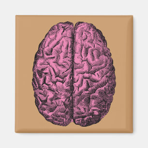 Human Anatomy Brain Magnet