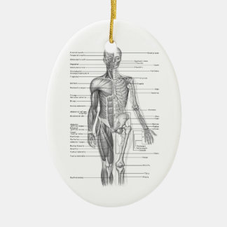 Human Anatomy Chart Ceramic Tree Decoration