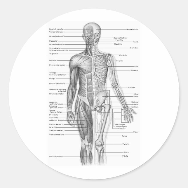 Human Anatomy Chart Classic Round Sticker (Front)