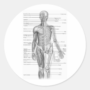 Human Anatomy Chart Classic Round Sticker